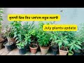 Plants update in July