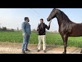 horse marwari stallion champion shaan owner dara singh 9781256193