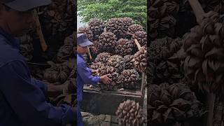 Amazing Alien Fruit! - Giant Nipa Palm Fruit Cutting Skills