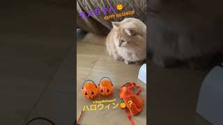 もふもふ～モカちゃん🐱💖ハロウィン🎃の準備をする猫👻🎃#Shorts