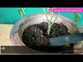 करी पत्ते के पौधे को घना और हरा भरा बनाने का सीक्रेट how to grow bushy curry leave plant in pot