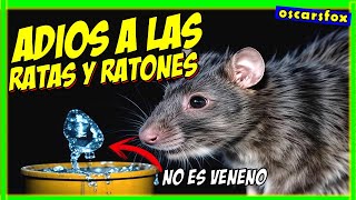 🚨Cómo ELIMINAR TODAS Las RATAS y RATONES de CASA FACILMENTE - NO FALLA- hasta en el techo