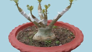 How to Transfigure an Adenium Bonsai into a Masterpiece by V Grafting Seedlings (1 st Phase )