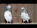 teddy u0026 gloden ٹیڈی گولڈن cross pairing hussnain ahmed pigeons