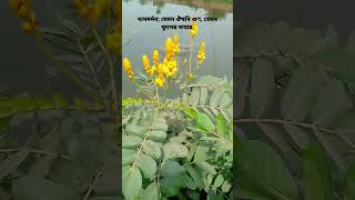 দাদমর্দন; যেমন ঔষধি গুণ, তেমন ফুলের বাহার।