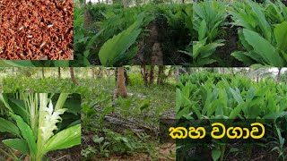 කහ වගාව - Turmeric Cultivation  in srilanka