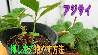 梅雨時にやってみて！アジサイを挿し木で増やす方法。去年の挿し木からコツをご紹介します。