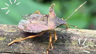 椿象若蟲 Stinkbug's nymph