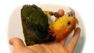 Caique parrot going crazy after shower