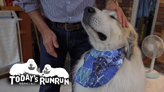 アラン6歳の誕生日　Great Pyrenees　グレートピレニーズ