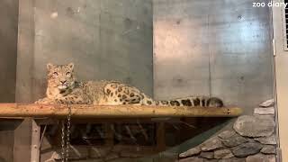 20231210 いしかわ動物園 ユキヒョウ ~Japan Ishikawa Zoo snow leopard~