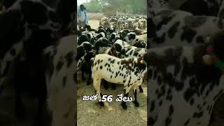 అంగడి😲 ||  సంత🙄 ||  ANGADI OR SATHA ||#trending  #satha #angadi