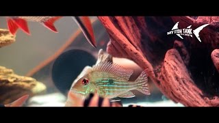 Geophagus Surinamensis (Rotstreifen Erdfresser, Redstriped Bartheater)