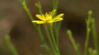 Good Health: Could pollen count affect crime rates?