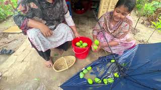 বৃষ্টিতে এভাবে কখনও আম কুড়িয়েছেন? গ্রাম ছাড়া কি এতো মজা সম্ভব?