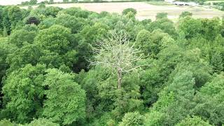 The dead Oak tree at Pendeford Mill Nature Reserve