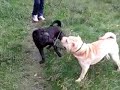 Шарпей против шарпея. shar pei against