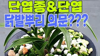 #한국자생춘란#한국춘란#다 갖춘 단엽종 닭발뿌리 과거영상 소개