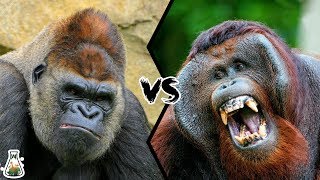 GORILLA VS ORANGUTAN - Who is the king of the Great Apes Family?