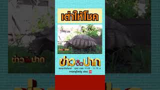 เต่าลายพระสมเด็จให้โชครับเงินล้าน คอหวยแห่ส่องหาเลขเด็ด งวดนี้มาแน่!! l ข่าววันนี้ True4U #SHORTS