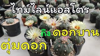 ตุ่มดอกแอสโตร เริ่มติด จนถึง ดอกบาน เป็นอย่างไร? [Astrophytum Asterias Flowers]