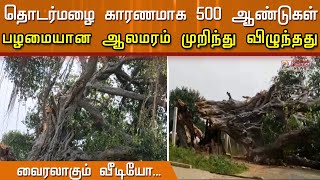 500 ஆண்டு பழமைவாய்ந்த ஆலமரம் தொடர்மழையால் சாய்ந்து விழும் காட்சி - வைரலாகும் விடியோ..