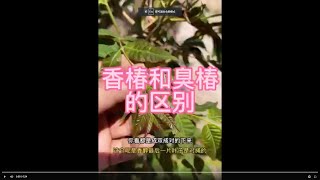 你分得出来香椿和臭椿的区别吗？这个视频教你怎么样区分它们