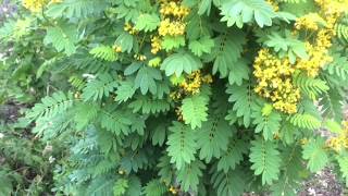 Wild Senna Plant Profile