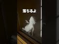 【fall asleep】人間みたいに寝るトカゲ shorts