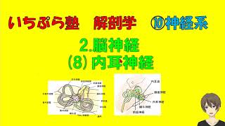 【いちぷら塾】解剖学　10神経系 2 脳神経 (8) 内耳神経      #あん摩マッサージ指圧師、鍼灸師