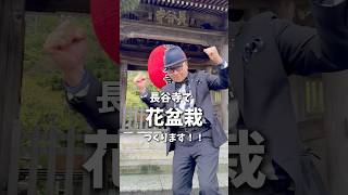 【鎌倉 長谷寺】花盆栽 秋のお花に衣替え #石原和幸 #shorts