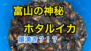 富山の神秘ホタルイカを獲りに行く！！爆湧き？！？　【The Firefly Squid of Toyama Bay】【English subtitles available】