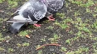 A jealous pigeon