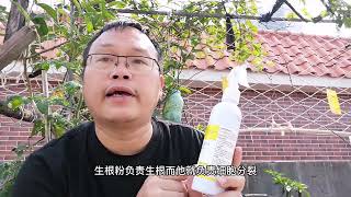 打开就能用？比磷酸二氢钾好？新手养花必备！花芽叶芽都有了！