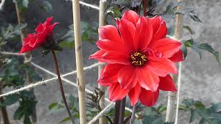 Dahlia x pinnata ´Bishop of Llandaff´