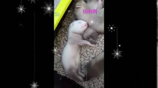 Baby ferret Running (in dreams)