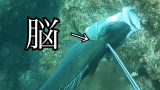 魚の脳にモリをぶっ刺したら凄いことに…