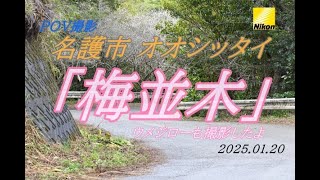 沖縄名護市オオシッタイにてPOVスナップ撮影＃17【2025.01.20】