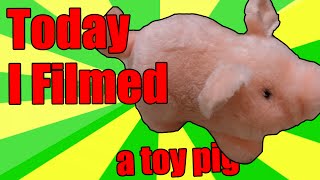 TIF Today I filmed a toy pig