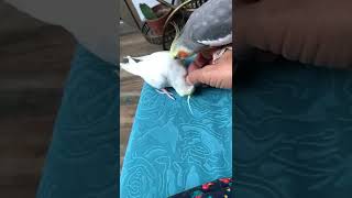 My cockatiel's massage technique is a bit bad 😂?