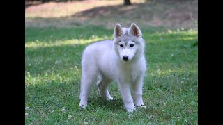 Siberian Husky Come tenere un lupo al guinzaglio