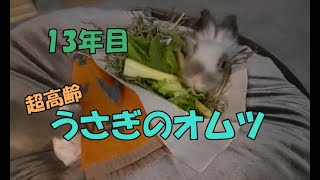 【超高齢】うさぎのオムツ【12歳↑】