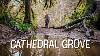 Experience the Magic of Cathedral Grove's Ancient Giants