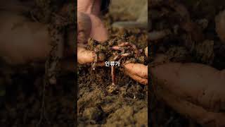 지렁이에 대한 사실들 / facts about earthworms