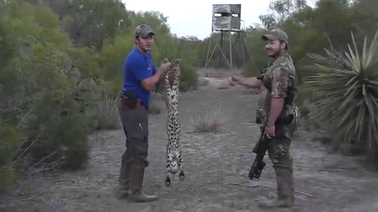 Hog Hunting And Predator Hunting With AR-15 In Texas - YouTube