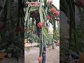 Dragon Fruit In My Rooftop #shorts #ytshorts #dragonfruit #viralvideo #tranding #funny #comedy #roof