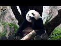 20201213 讓人忍不住注意圓仔吃窩窩頭的舌頭 the giant panda yuan zai