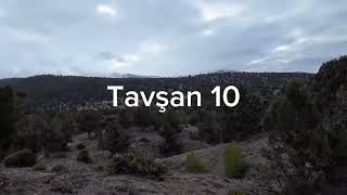 Tavşan avı 2024 2025av sezonu.10 tavşan vuruluş anı #rabbit hunting # hare hunt lapin#öne çıkar