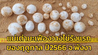 รังแรกของปี! การกลับมาของแม่เต่ามะเฟือง รังแรกของฤดูกาลปี 2566 ที่เขาลำปี-หาดท้ายเหมือง จ.พังงา