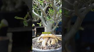 BONGGOL EMAS ??? ASPRI PETANI CANTIK GUE SUKA BEGINIAN  #adenium #bonggolemas #shortvideo #pohon